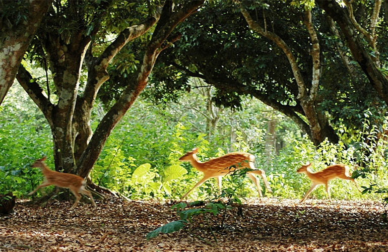 Deer Watching in Cuc Phuong National Park