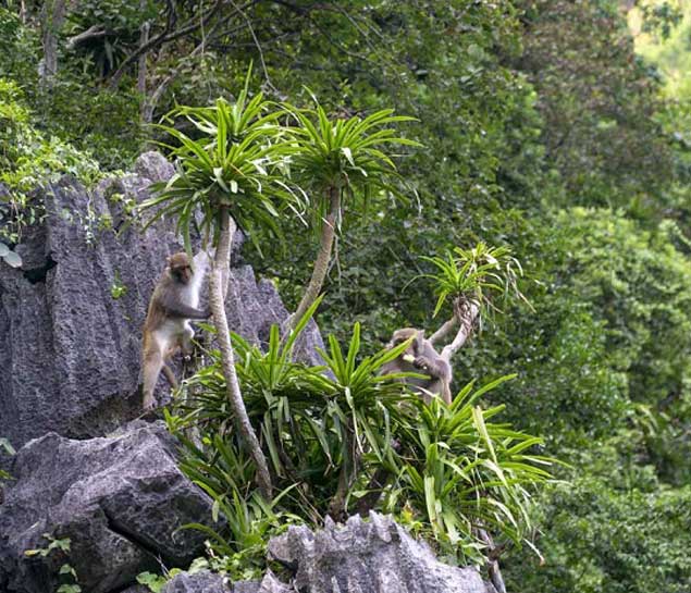 Halong Bay Day Tour