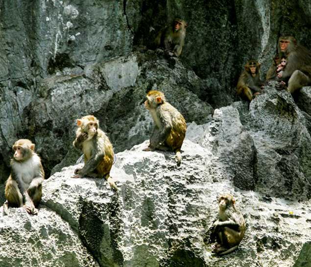 Halong Bay Day Tour